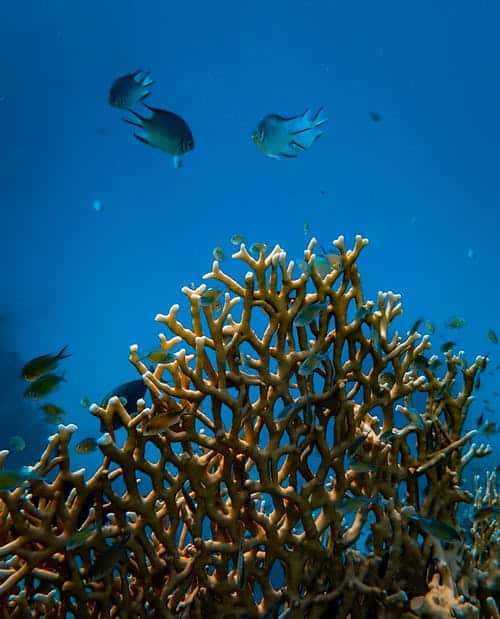 Ocean ecosystem, coral and small fish.